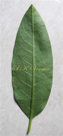  Leaf-Abaxial view